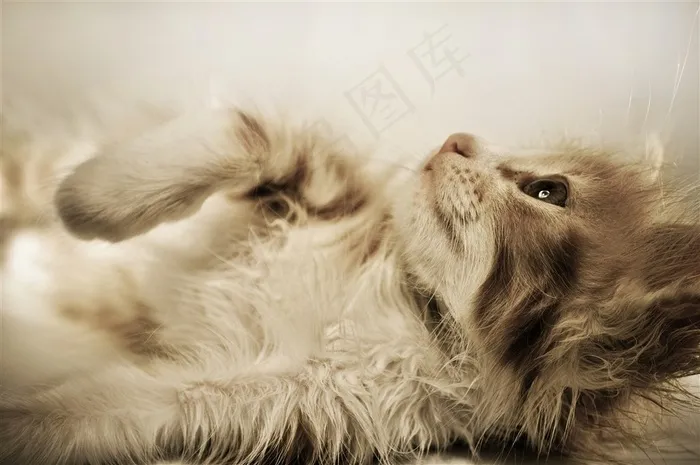 超级可爱的小猫