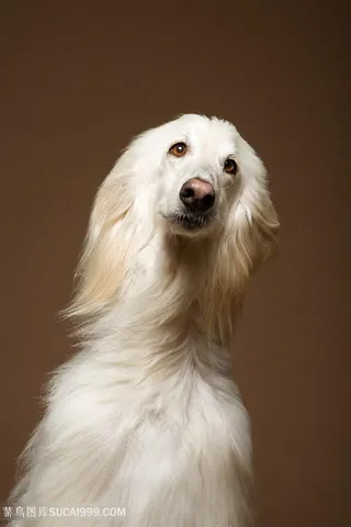 超高清阿富汗猎犬狗狗图片