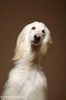 超高清阿富汗猎犬狗狗图片 超高清阿富汗猎犬狗狗图片