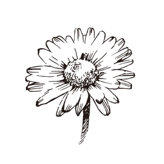 线条草本花卉手绘植物-玛格丽特5