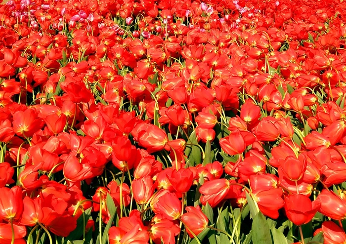 高清郁金香花海