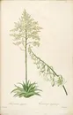 雷杜德原版高清唯美花卉花草图谱素材