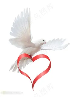 代表纯洁爱情的白鸽 代表纯洁爱情的白鸽