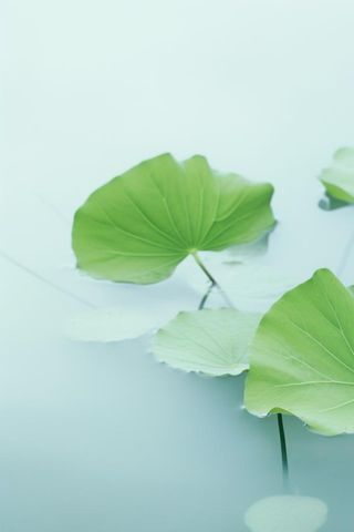 荷叶简约清新淡绿色背景