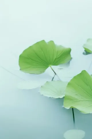 荷叶简约清新淡绿色背景