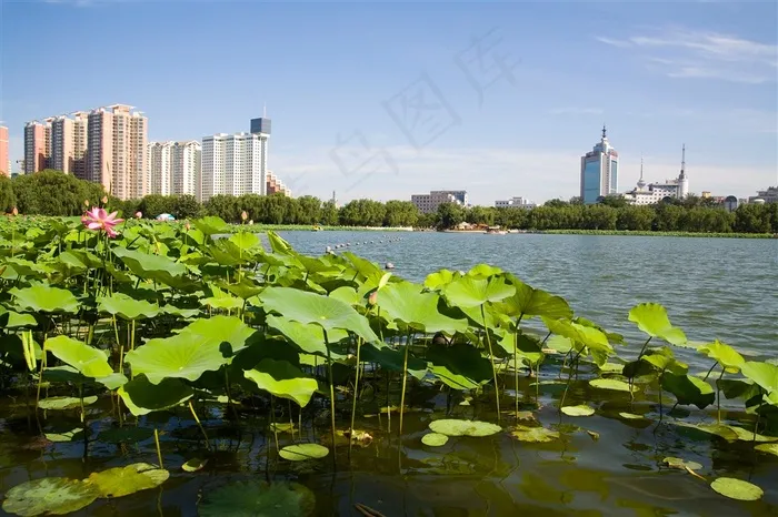 莲花池公园北京风景