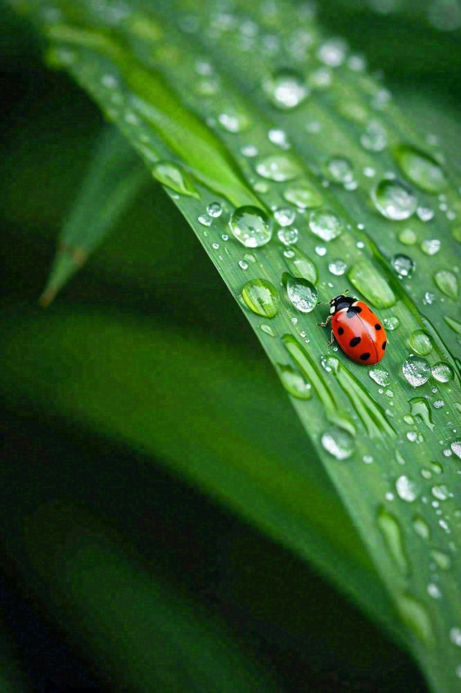 春夏雨天雨水七星瓢虫叶子，昆虫，小暑大暑白露雨水谷雨摄影图(896x1344)