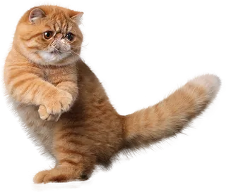 免扣素材实物猫咪摄影