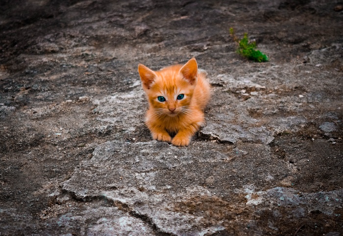 可爱猫猫图片