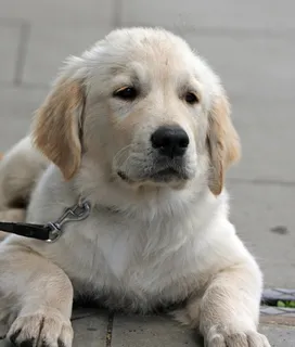 白色金毛犬图片 白色金毛犬图片
