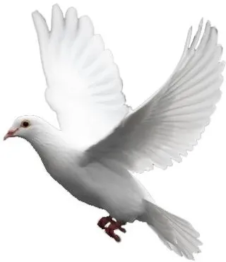 白色飞翔的鸽子 PNG免抠