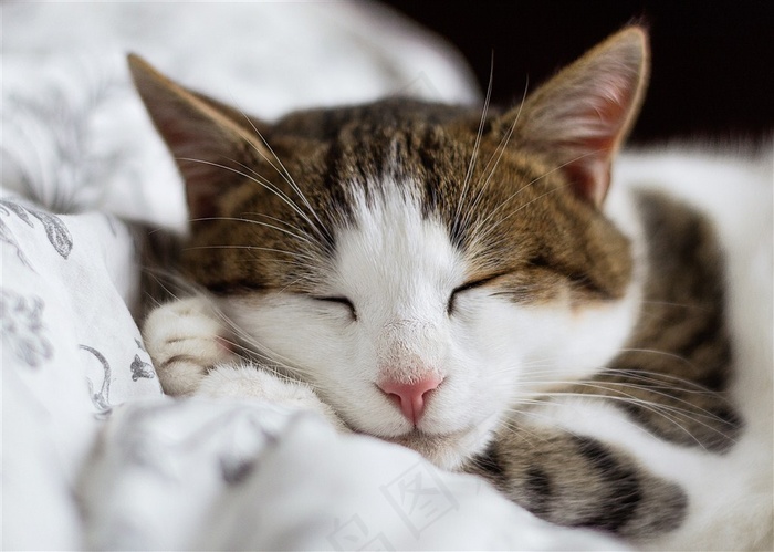 躺着睡觉的小猫图
