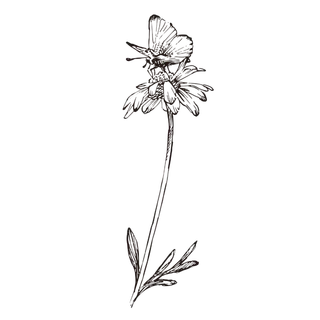 线条草本花卉手绘植物-玛格丽特3