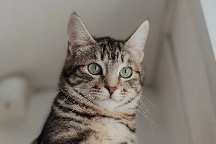 可爱猫咪猫猫摄影素材