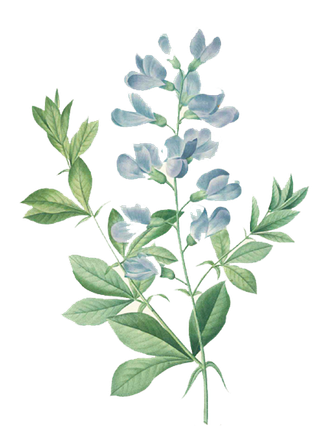 38妇女节三八女神女王粉色花朵玫瑰艺术字设计png免抠ps素材