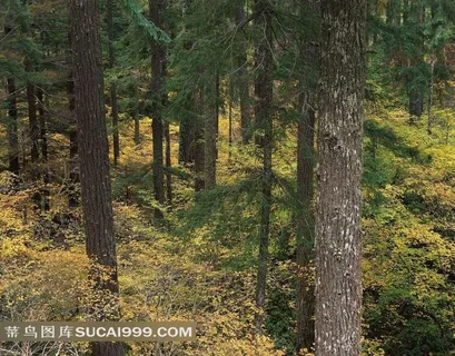 树林里遍地的黄树叶