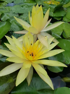 淡黄色睡莲花朵图片 淡黄色睡莲花朵图片