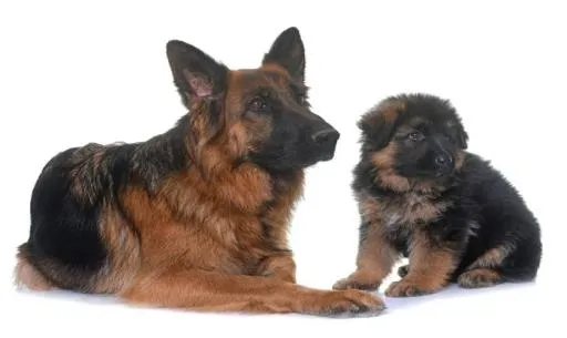 德国牧羊犬 PNG免抠(700x418)