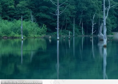 树林间平静的小河