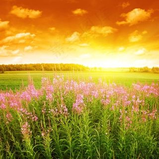 麦田野花图片田园风光