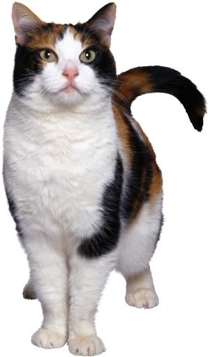 猫 PNG免抠(1759x3021)