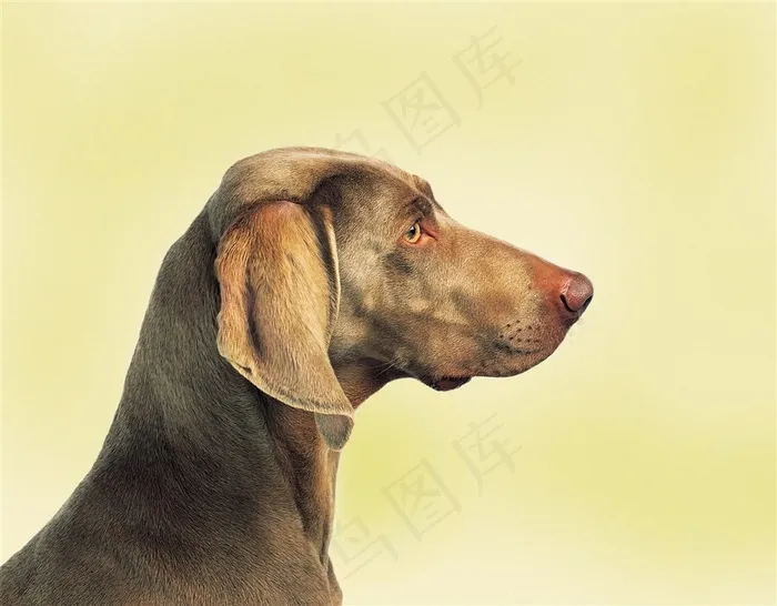 高清侧面威玛猎犬狗狗图片