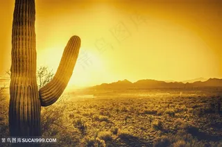 长得很好的仙人掌高清图片