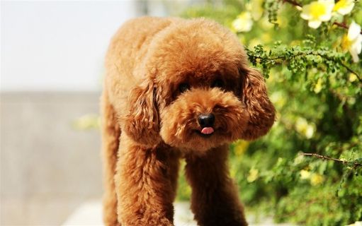 可爱宠物狗泰迪犬摄影