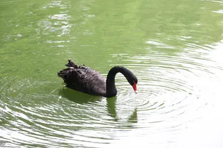 黑天鹅绿湖风景图