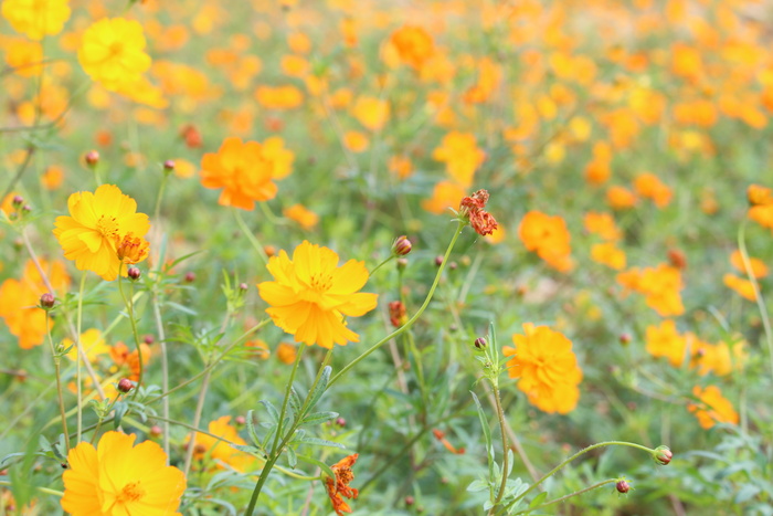 花海鲜花绿植