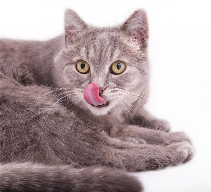 舔鼻子的可爱猫咪图片