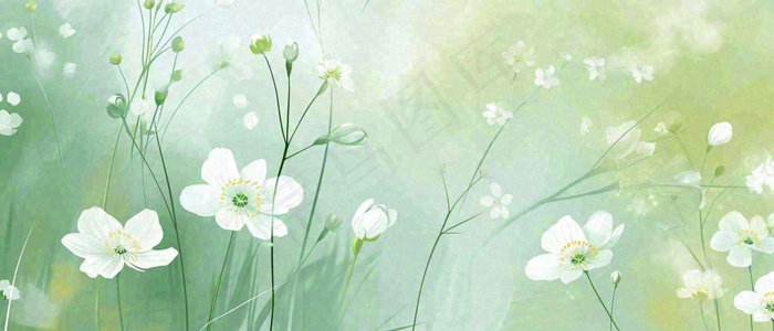 清新白色小花野花野草春天萌芽手绘，春分(1680x720)