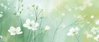 清新白色小花野花野草春天萌芽手绘，春分