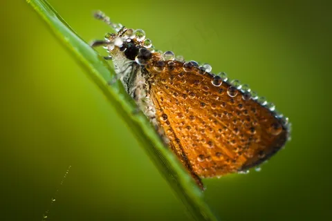 休憩的蝴蝶图片