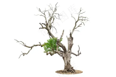 自然大树植物 自然大树植物