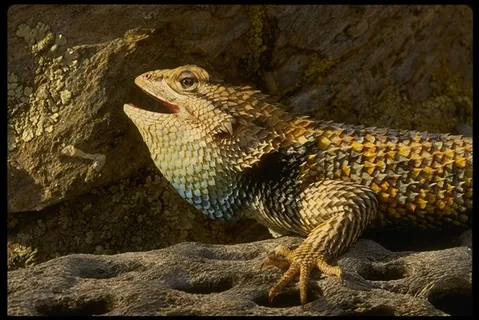 沙漠风光 102 沙漠风光 102