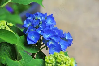 美味冰激凌甜点图片