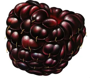 黑莓 PNG免抠
