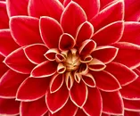红色大丽花图片