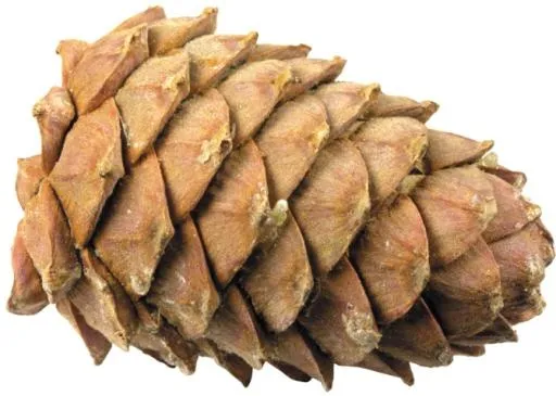 松果 PNG免抠(670x478)