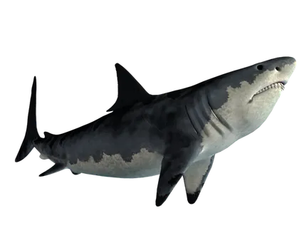 鲨鱼PNG免扣素材海洋世界大海海底