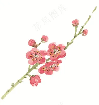 写意花卉国画写意摄影图片