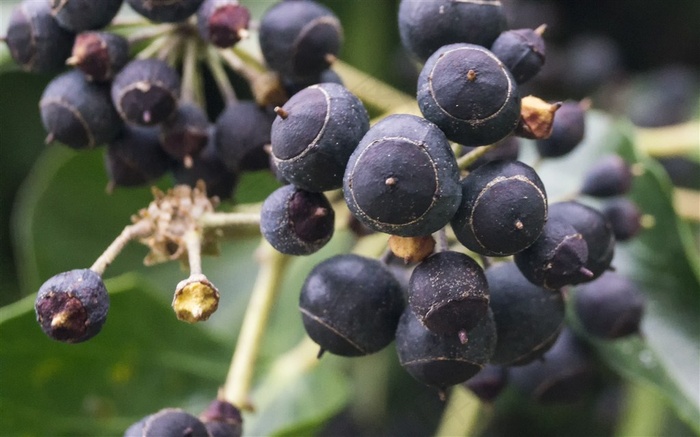 新鲜成熟的浆果