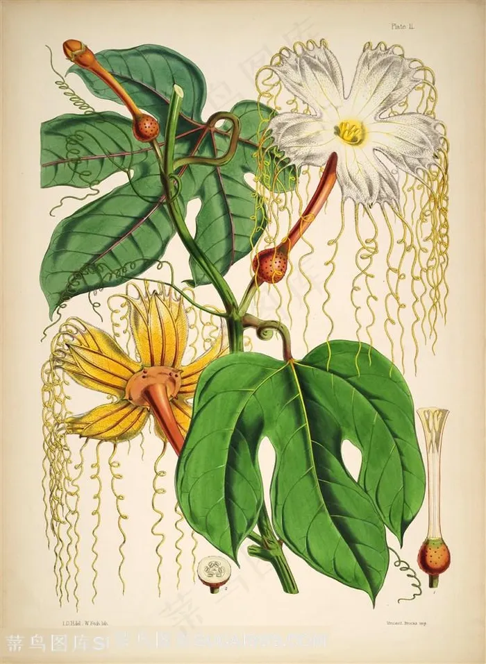 高清植被花卉花瓣插画