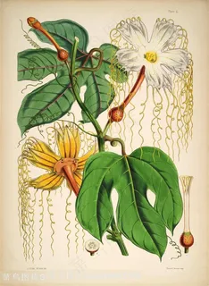 高清植被花卉花瓣插画 高清植被花卉花瓣插画