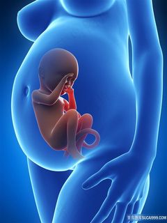 高清透视图孕妇胎儿发育人体器官图片