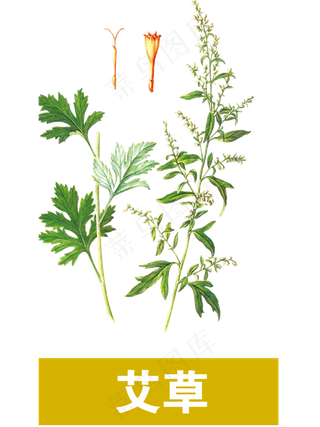 手绘草本中药艾草