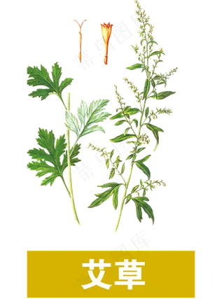 手绘草本中药艾草