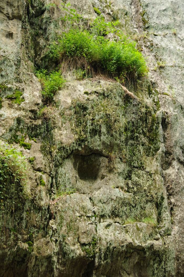 高清图 奇景 美景 山涧  小草 绿色 绿草 山涧小草 