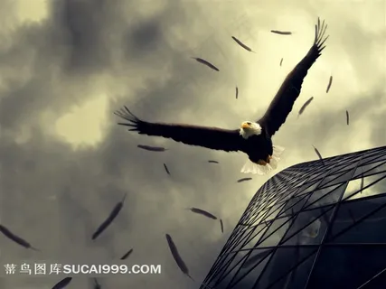 从天而降的老鹰